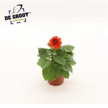 Dahlia Red
