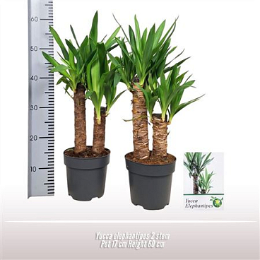 Yucca Elephantipes 30-15