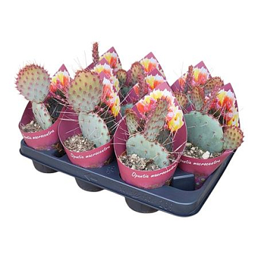 Opuntia Macrocentra Potcover