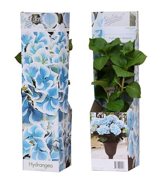 Hydrangea Ma Bicolor Bavaria Young Plants