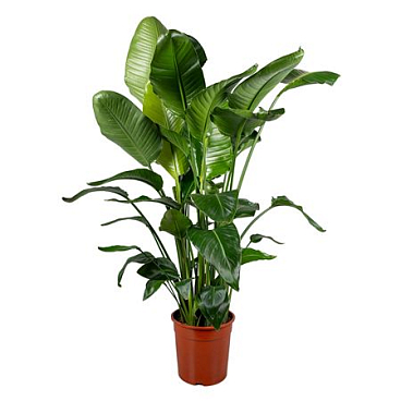 Strelitzia Nicolai 6+