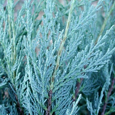 Можжевельник скальный Мунглоу