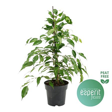 Ficus Be Danita