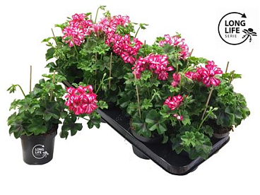 Pelargonium Pelt Double Rouletta (longlife)