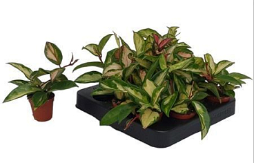 Hoya Carnosa Tricolor