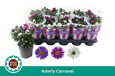 Asterly Carnaval