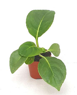 Impatiens Mirabilis.