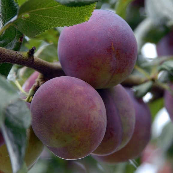 Слива домашняя Болховчанка