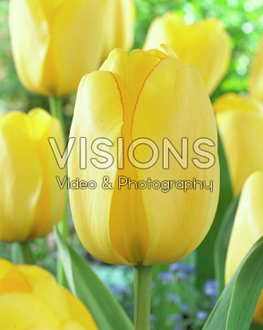 Тюльпан дарвинов гибрид Голден Парад