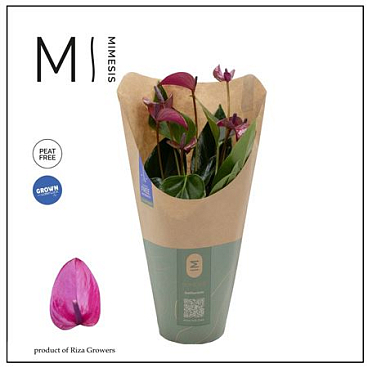 Anthurium An Karma Purple 5+