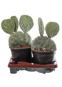 Opuntia Robusta