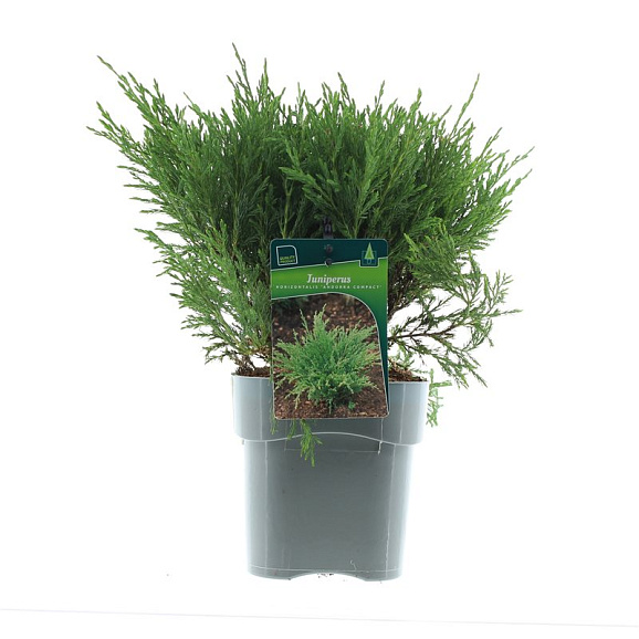 Можжевельник горизонтальный Андорра Компакта