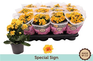 Kal Ros Yellow Special Sign