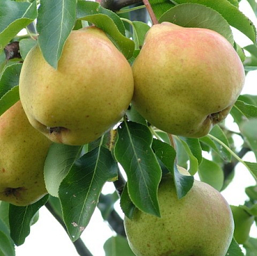 Груша обыкновенная Москвичка