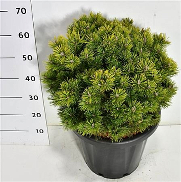 Pinus Mugo Mops