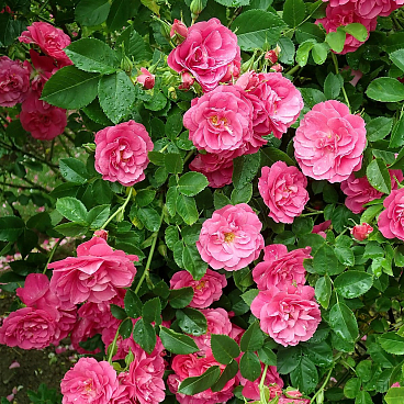 Роза парковая Генри Келси