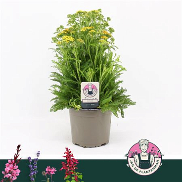 Achillea Millefolium Yellow Milly Rock