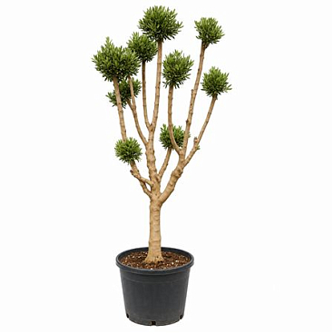 Olea Europaea Pon Pon