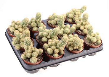 Mammillaria Elongata Yellow