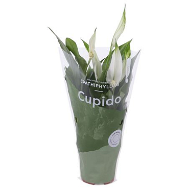 Spath Cupido Cupido Hoes