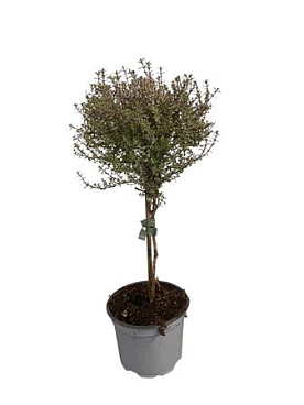 Thymus Silver Queen On Stem