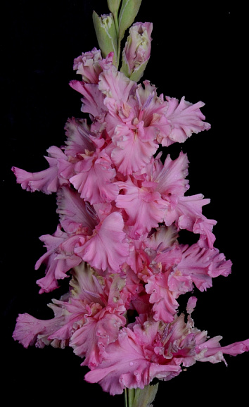 Гладиолус крупноцветковый Подводный Мир