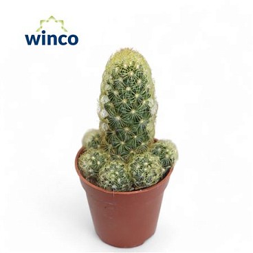 Mammillaria Elongata (flowering)