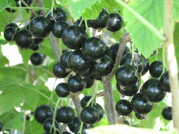 Смородина черная Велой