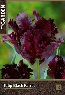 Тюльпан попугайный Блэк Пэррот
