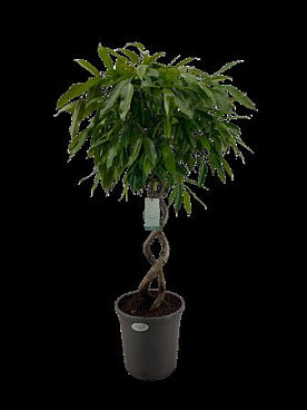 Ficus Bin Amstel King Double Spiral