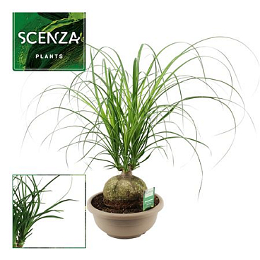 Beaucarnea Bol