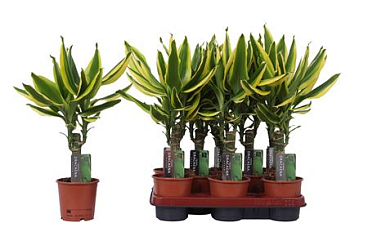Drac Golden King 15cm Stem