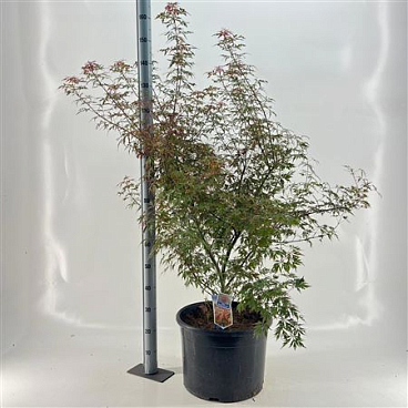 Acer Pal. Royal Garnet ('opstal11pbr)