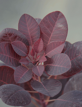 Скумпия кожевенная Роял Пёрпл