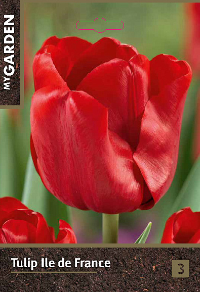 Тюльпан триумф Иль Де Франс