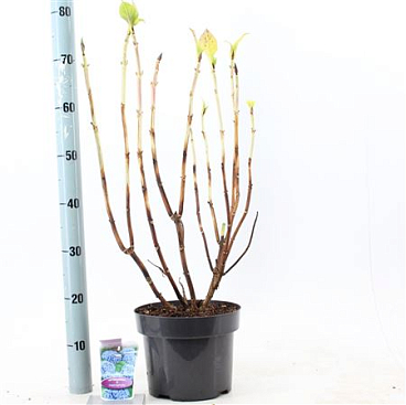 Hydrangea Ma Blue Ball