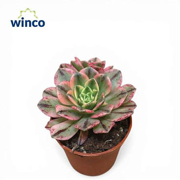 Aeonium Sweet Tea