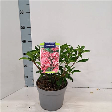 Kalmia Lat You Can