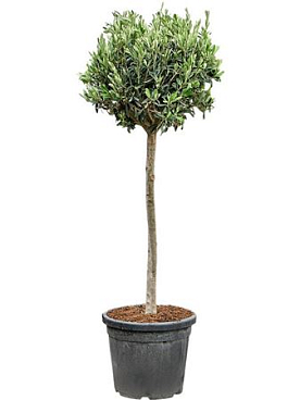 Olea Europaea (150-180)