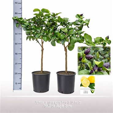 Citrus Carrubaro On Stem