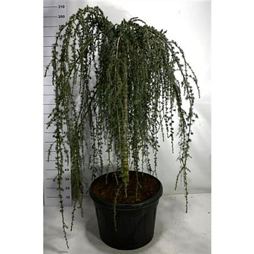 Cedrus Atl Glauca Pendula
