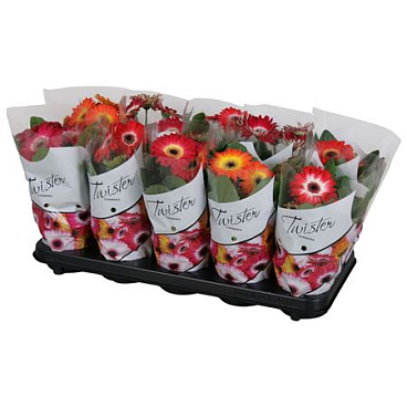 Gerbera Twister Mix Color Sleeve
