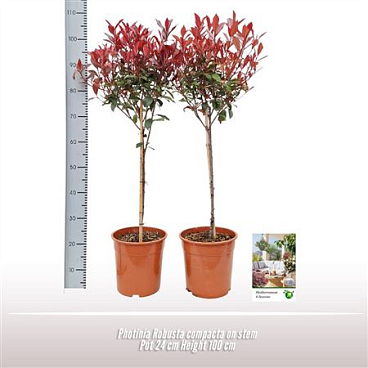 Photinia Robusta Compacta On Stem