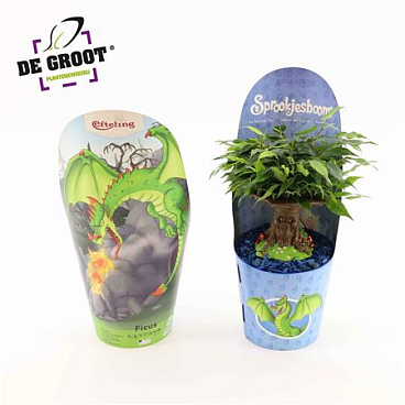 Ficus Be Sprookjesboom Dragon