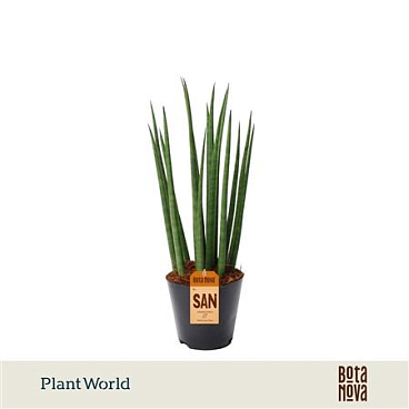 Sansevieria Cylindrica 'bacularis' / Mikado
