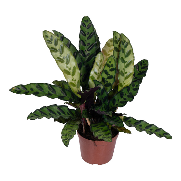 Калатея Лансифолия