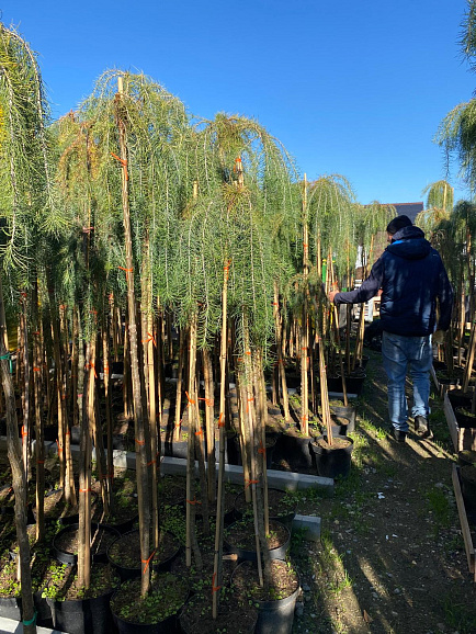 Лиственница кемпфера Стиф Випер штамб 140