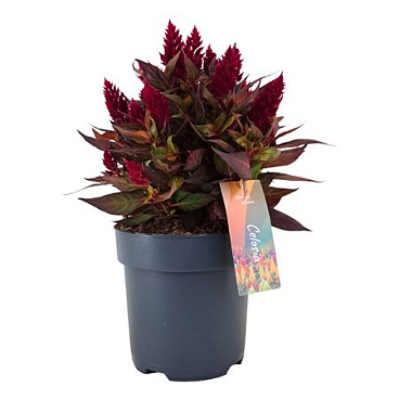 Celosia Argentea Kelos Fire Magenta