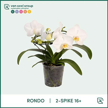 Phal 2st Rondo White 16+ (van Geel)