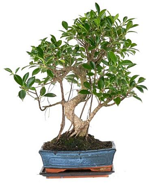 Bonsai Ficus Retusa S-shape + Saucer